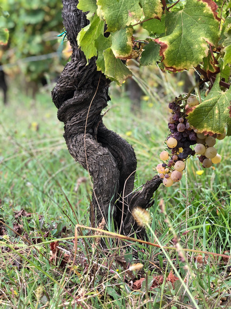 Sweet wines I Selection of sommeliers