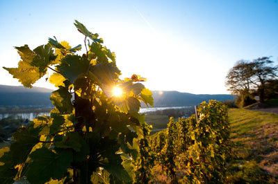 Josten & Klein I domaine viticole sous la loupe